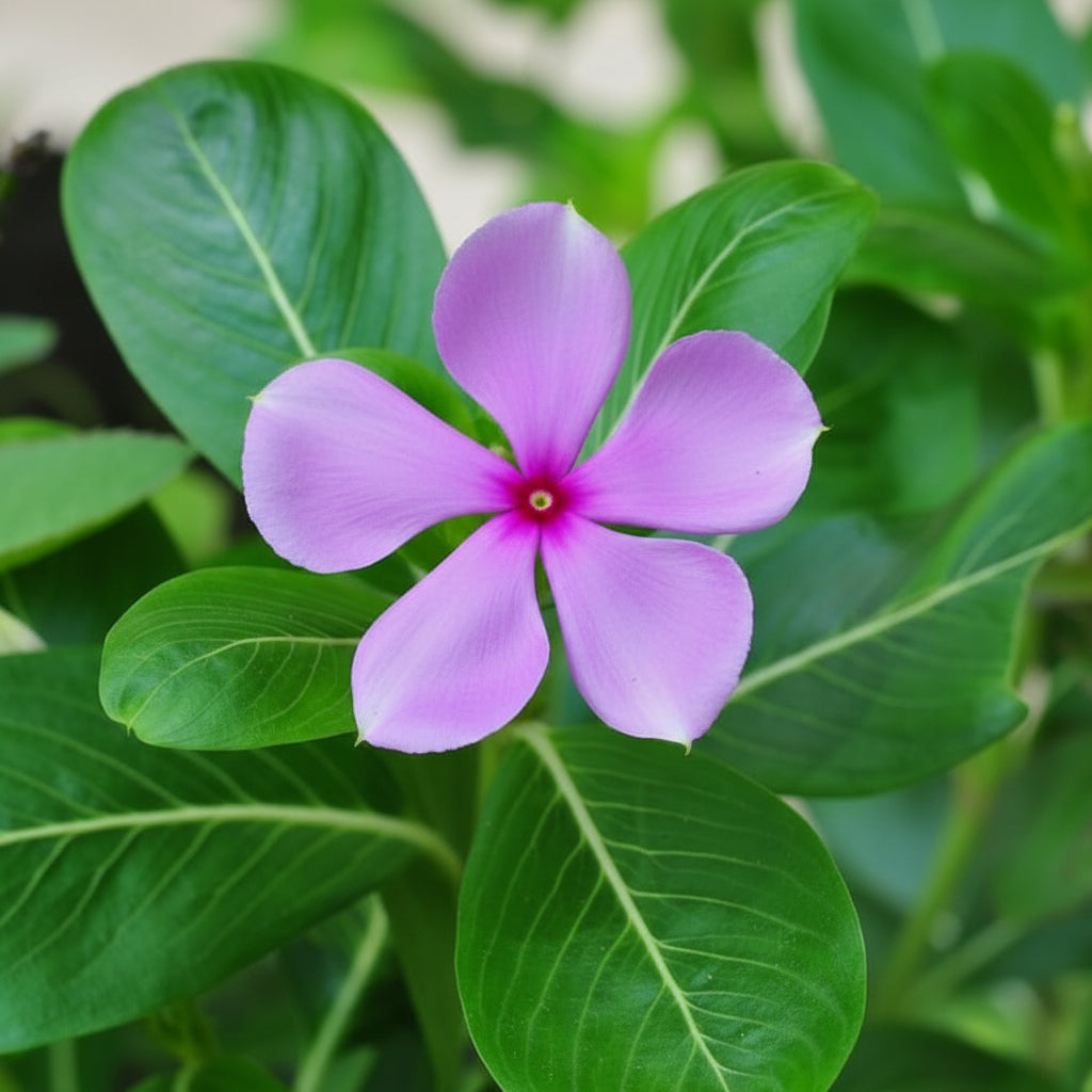 Vinca Minor Seeds for Planting - Evergreen Ground Cover