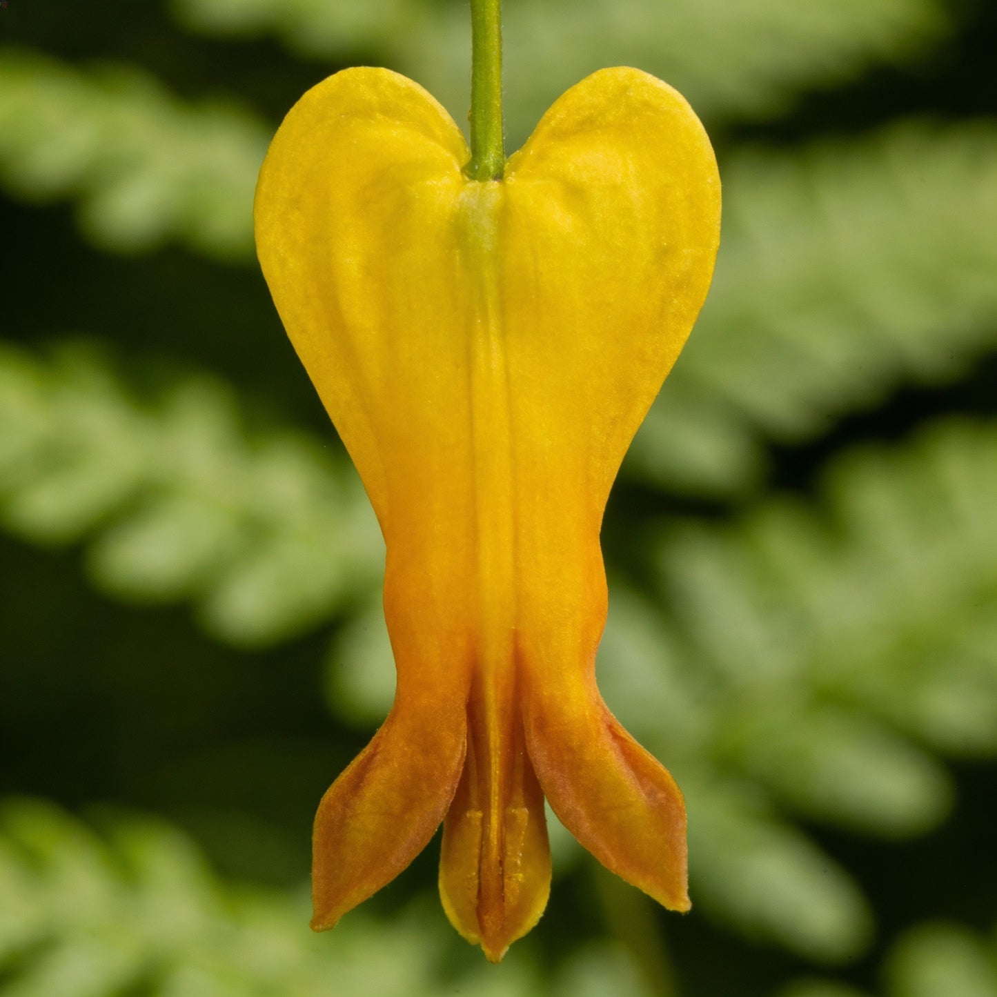 Dicentra Spectabilis Yellow Bleeding Heart Seeds for Planting