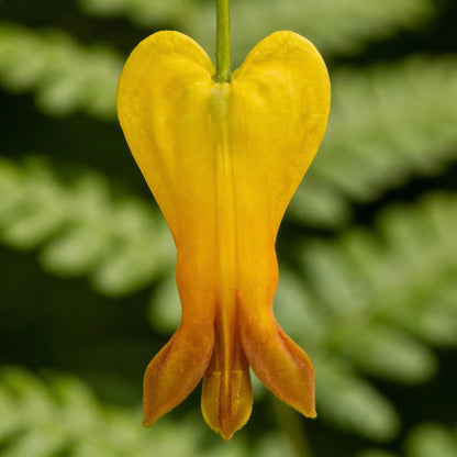 Dicentra Spectabilis Yellow Bleeding Heart Seeds for Planting