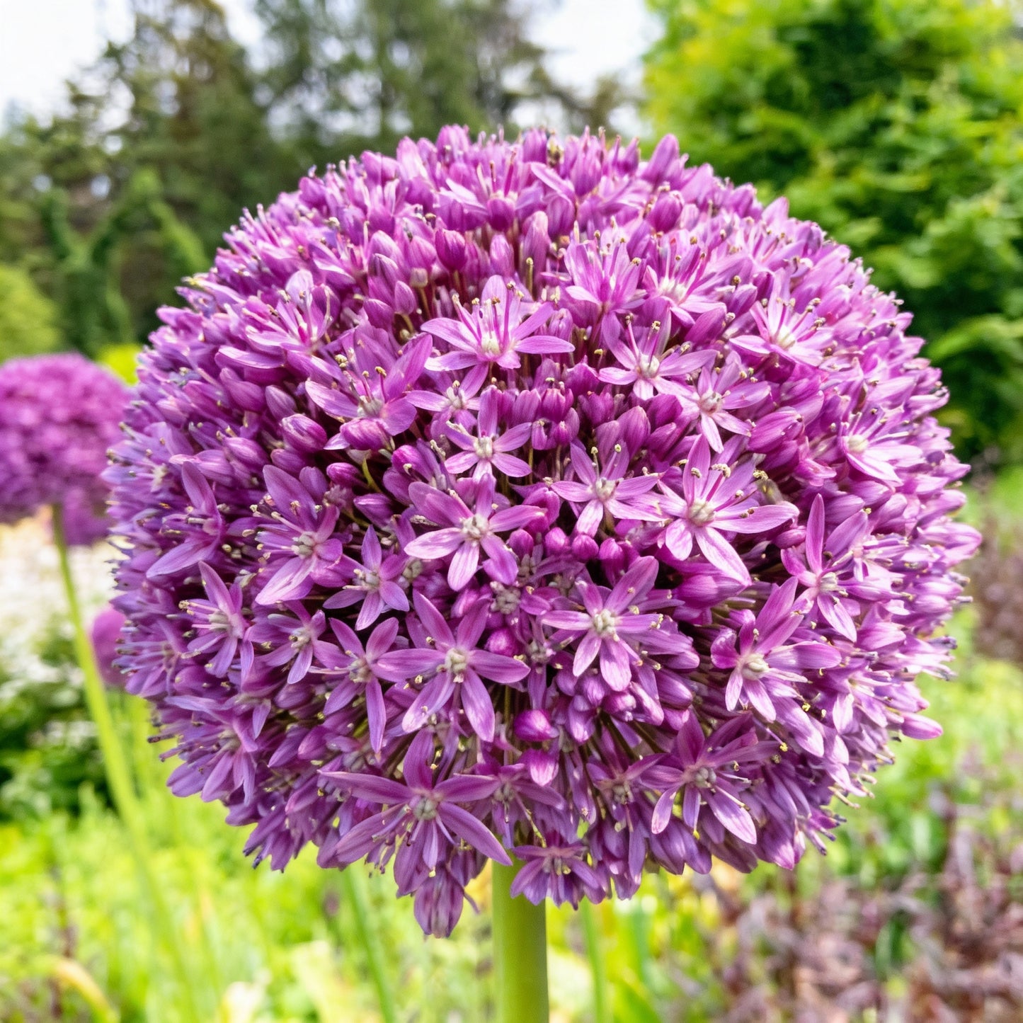 Giant Purple Allium Giganteum Seeds for Planting