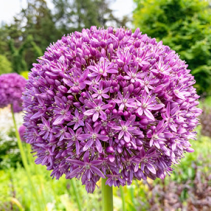 Giant Purple Allium Giganteum Seeds for Planting