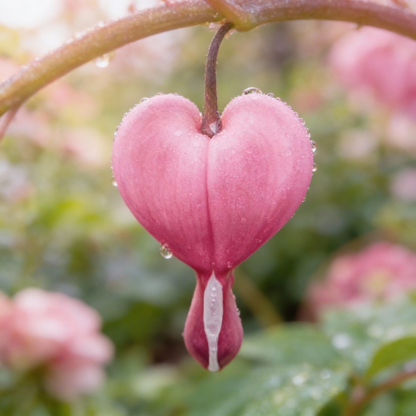 Purple Bleeding Heart Flower Seeds for Planting
