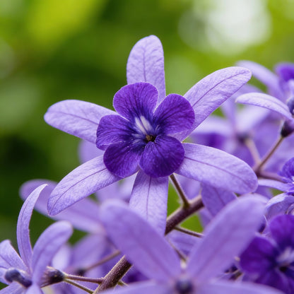 Petrea Volubilis Seeds for Planting – Purple Flowering Vine for Home Gardens