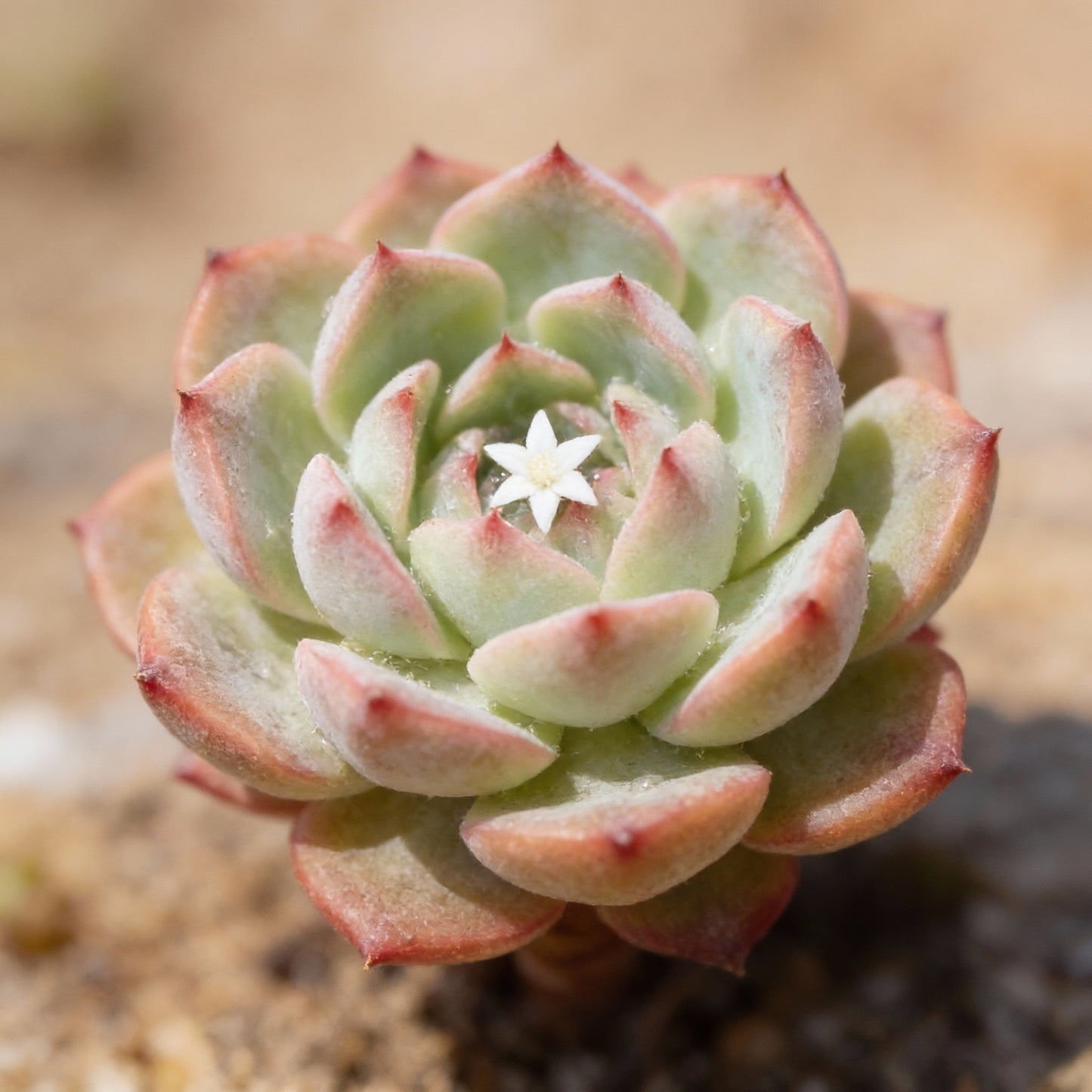 Anti Radiation Mix Succulents Seeds for Planting