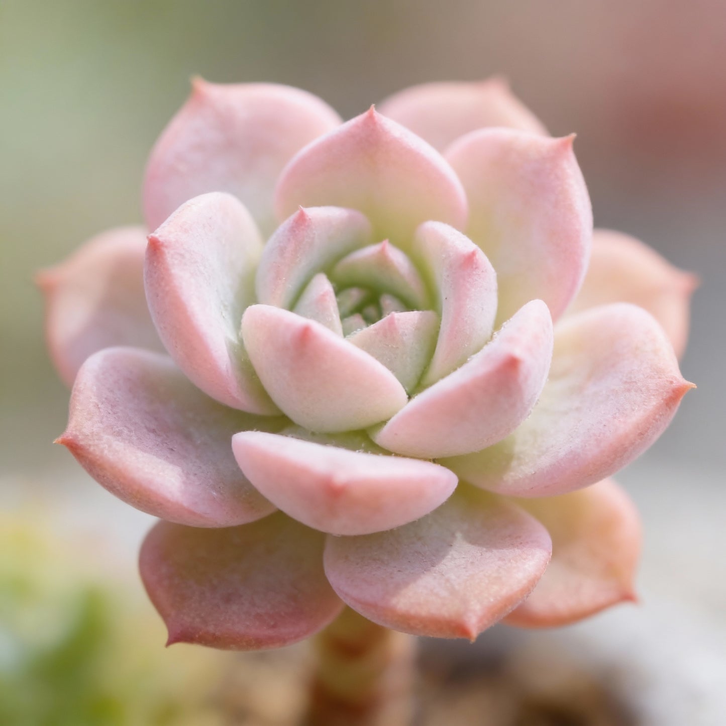 Anti Radiation Mix Succulents Seeds for Planting