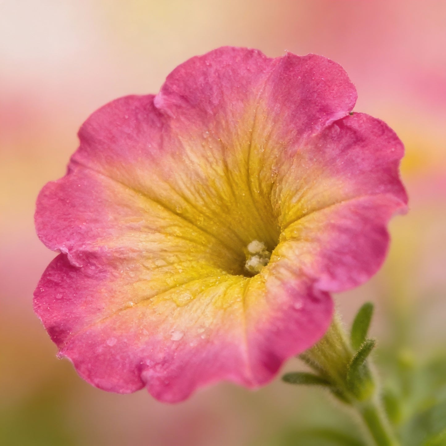 Petunia Supertunia Daybreak Charm Seeds for Planting – Showy Blooms for Baskets & Garden Beds