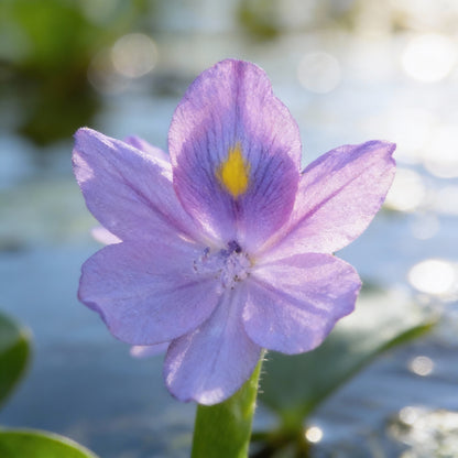 Shuihulu Blue Water Hyacinth Flower Seeds for Planting (Eichhornia crassipes)