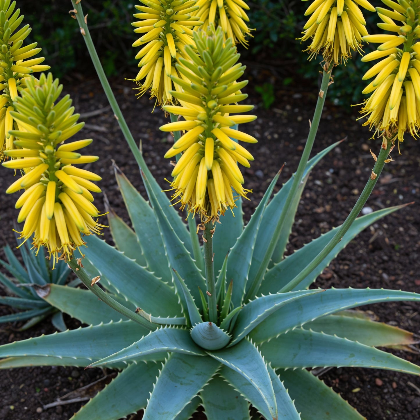 Aloe striatula Flower Seeds – Perennial Shrub for Planting