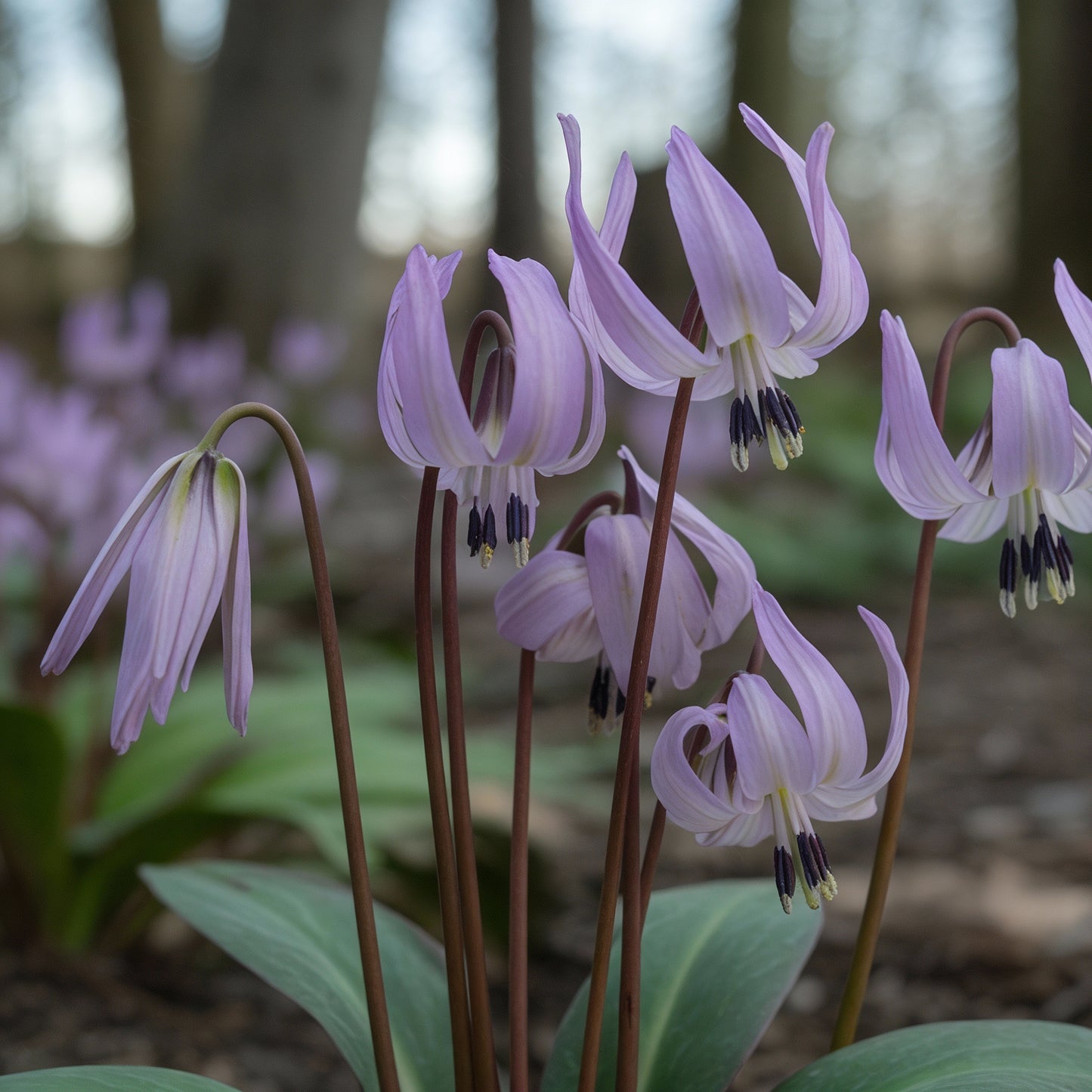 Erythronium oregonum Seeds – Trout Lily for Planting