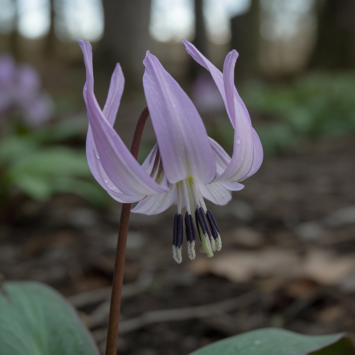 Erythronium oregonum Seeds – Trout Lily for Planting