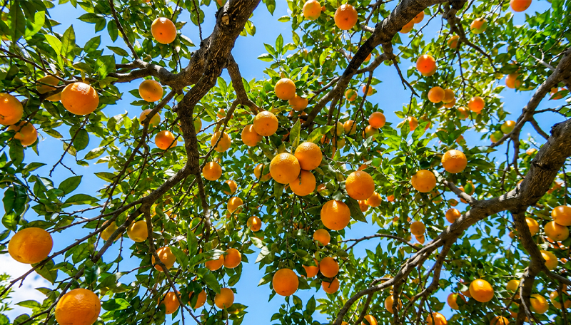 fruit-seeds