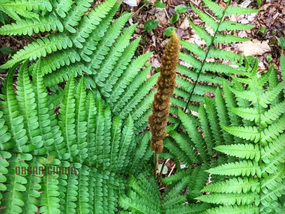 Green Cinnamon Fern Spores - Osmundastrum cinnamomeum