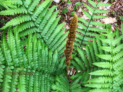 Green Cinnamon Fern Spores - Osmundastrum cinnamomeum