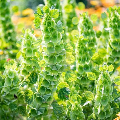 moluccella-laevis-seeds-bells-of-ireland-flower-seeds-for-garden