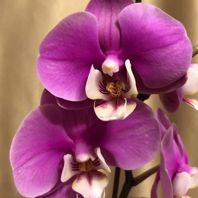 Cymbidium Orchid Seeds for Indoor and Outdoor Growing