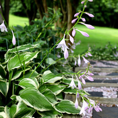 Hosta Seeds for Planting – Heirloom Non-GMO Perennial Shade Plant Emerald Green Foliage Variety