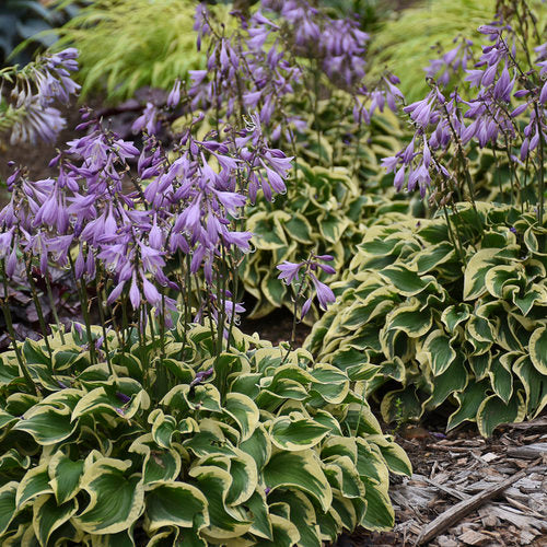 Hosta Seeds for Planting – Heirloom Non-GMO Perennial Shade Plant Emerald Green Foliage Variety