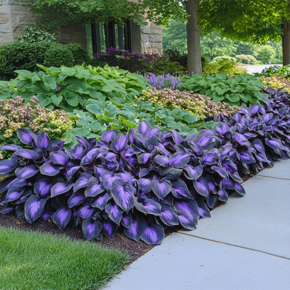 Rare Mix Hosta Plant Seeds (Purple & Black Shade Variety)