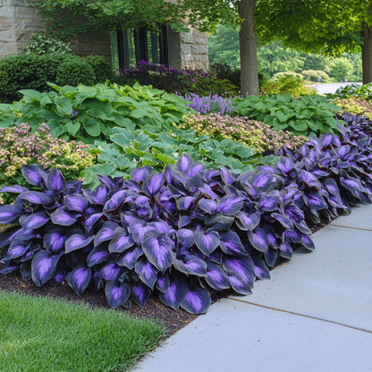 Rare Mix Hosta Plant Seeds (Purple & Black Shade Variety)