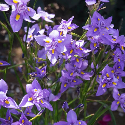 Moraea Polystachya Flower Seeds for Garden Planting