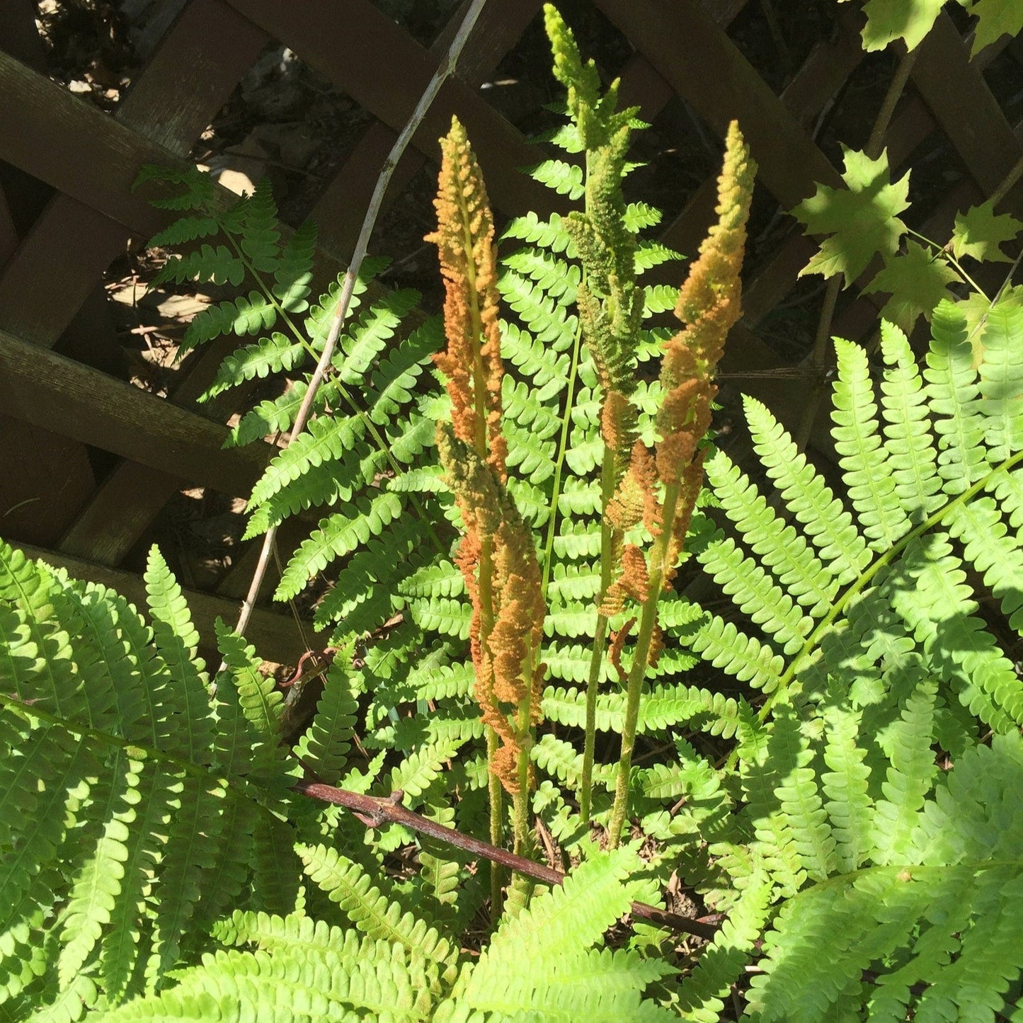 Green Cinnamon Fern Spores - Osmundastrum cinnamomeum