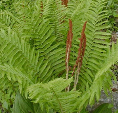 Green Cinnamon Fern Spores - Osmundastrum cinnamomeum