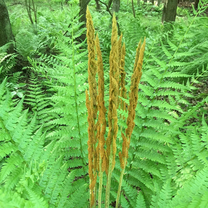 Green Cinnamon Fern Spores - Osmundastrum cinnamomeum