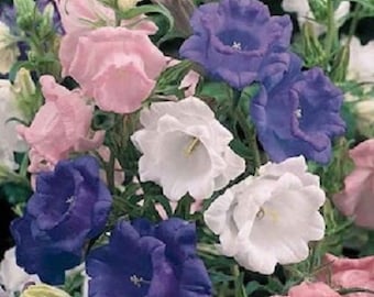 Campanula Canterbury Bells Cup and Saucer Mix Seeds - Canterbury Bells Flower Seeds for Garden