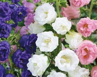 Campanula Canterbury Bells Cup and Saucer Mix Seeds - Canterbury Bells Flower Seeds for Garden