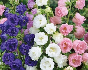Campanula Canterbury Bells Cup and Saucer Mix Seeds - Canterbury Bells Flower Seeds for Garden