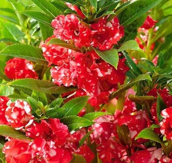 Red Camellia Flower Seeds for Planting