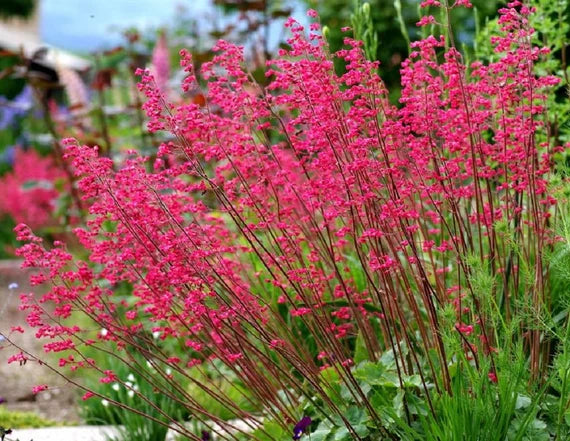 heuchera-bressingham-hybrids-flower-seeds-for-garden-planting