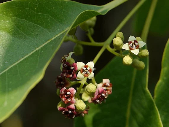 Santalum album Seeds - Indian Sandalwood Tree