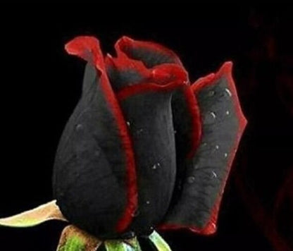 Black Rose with Red Edge Flower Seeds for Planting – Exotic Perennial Blooms