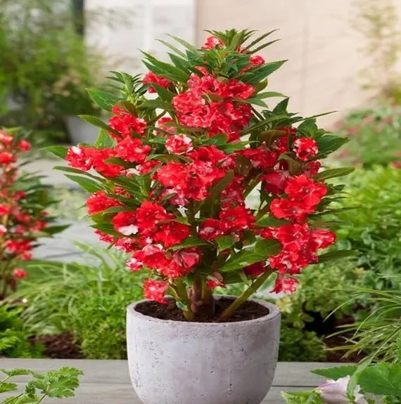 Red Camellia Flower Seeds for Planting