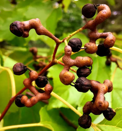 Japanese Raisin Tree Seeds - Hovenia Dulcis Tree Seeds for Garden