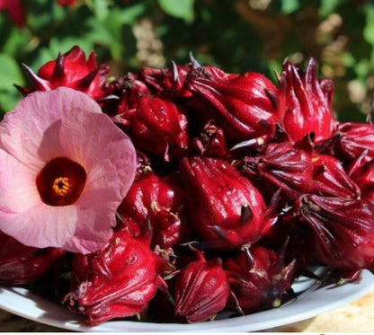 Red Roselle Flowering Seeds for Garden Planting