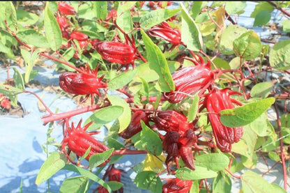 Red Roselle Flowering Seeds for Garden Planting