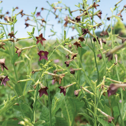 Nicotiana Langsdorfii Bronze Queen Flower Seeds