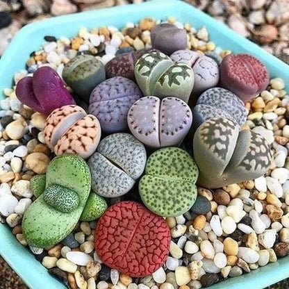 Senecio Mixed Succulent Seeds – Rare Lithops ‘Living Stones’ for Home & Garden (50 Seeds)