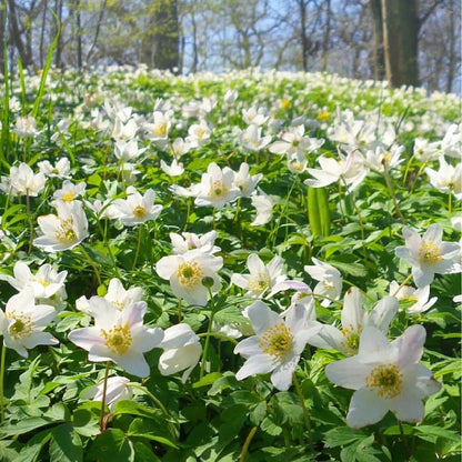 Wood Anemone Seeds for Planting – Anemone nemorosa Perennial Flower Seeds