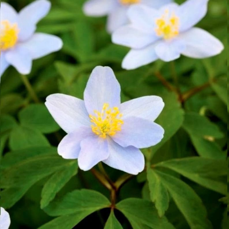 Wood Anemone Seeds for Planting – Anemone nemorosa Perennial Flower Seeds