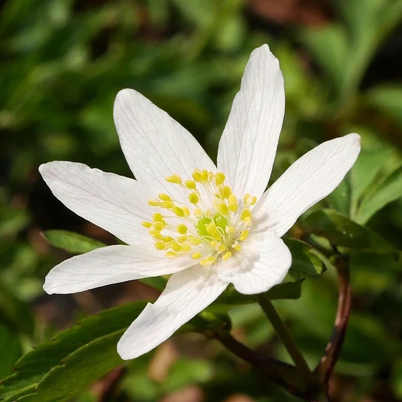 Wood Anemone Seeds for Planting – Anemone nemorosa Perennial Flower Seeds