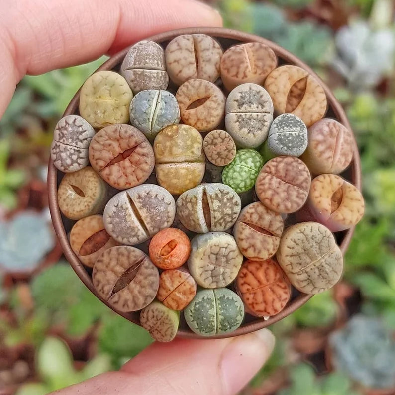 Senecio Mixed Succulent Seeds – Rare Lithops ‘Living Stones’ for Home & Garden (50 Seeds)