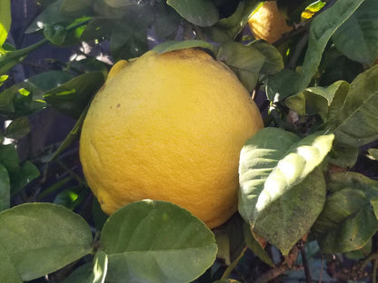 Ponderosa Lemon Seeds – Citrus Tree for Planting