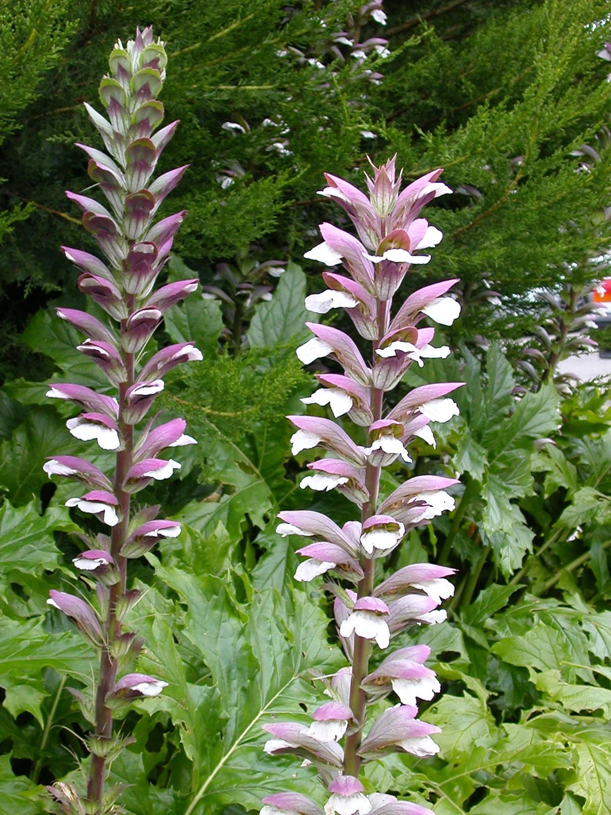 acanthus-mollis-plant-seeds-bear-s-breeches-for-planting