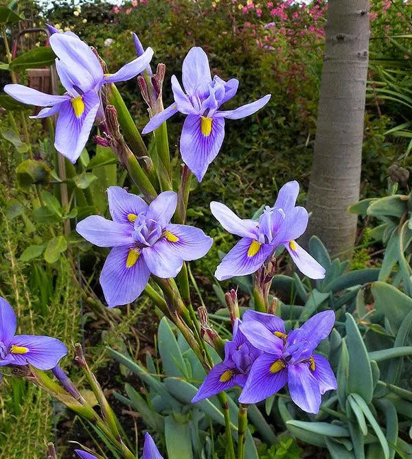 Moraea Polystachya Flower Seeds for Garden Planting