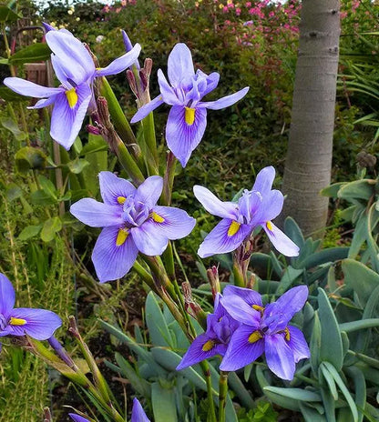 Moraea Polystachya Flower Seeds for Garden Planting