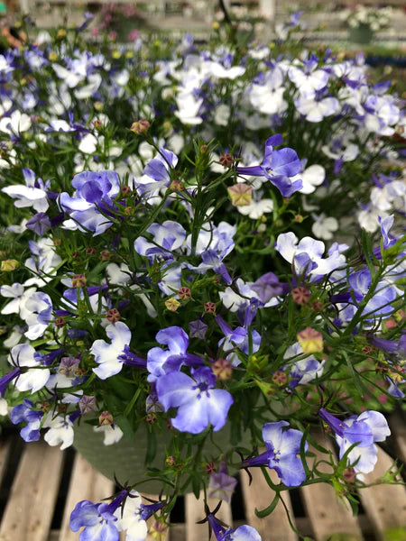 Riviera Blue Splash Lobelia Seeds for Garden Planting