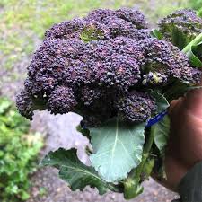 purple-sprouting-early-broccoli-seeds-premium-quality-gardening-seeds